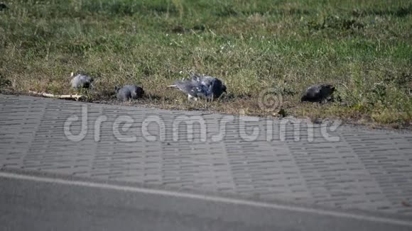 鸽子在城市的草地上觅食视频的预览图
