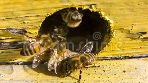 守卫蜜蜂追逐外星人视频的预览图