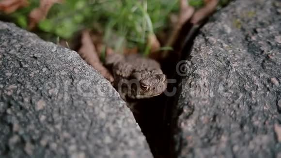 一只棕色青蛙坐在两块石头之间的特写镜头视频的预览图