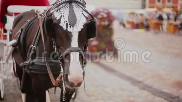 一匹马套在一辆美丽的节日马车上站在鹅卵石的广场上视频的预览图
