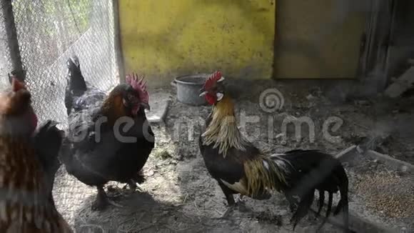 在传统农村酒吧的鸡舍里关着公鸡和母鸡金凤鸡和鸡在鸡舍饲养视频的预览图