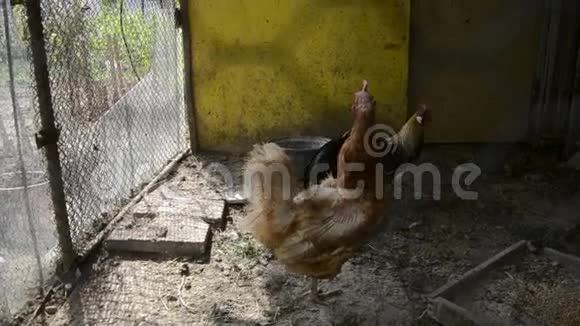 在传统农村酒吧的鸡舍里关着公鸡和母鸡金凤鸡和鸡在鸡舍饲养视频的预览图
