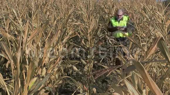 忙碌的农民使用平板电脑在寒冷的玉米地视频的预览图