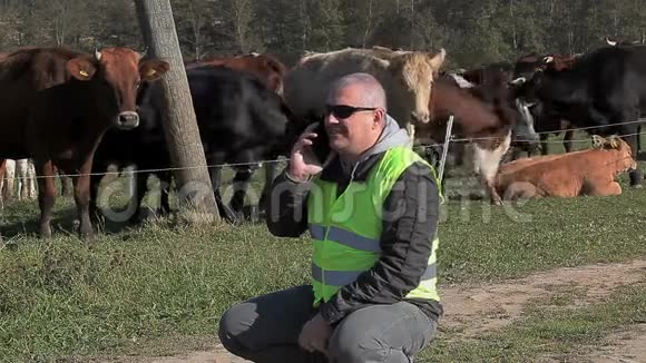 农民在奶牛附近的智能手机上交谈视频的预览图