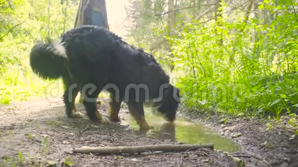 一只狗从水坑里喝水视频的预览图