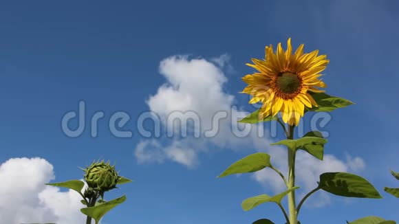 向日葵在蓝天和云彩的背景下随风摇动视频的预览图