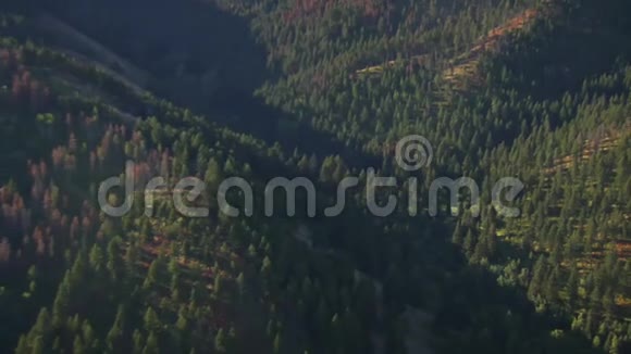 带死树的田野和森林的空中射击视频的预览图