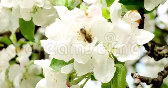 一棵苹果树的开花枝上的蜜蜂视频的预览图
