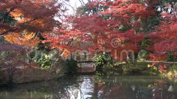 美丽的秋色京都植物园的桥视频的预览图