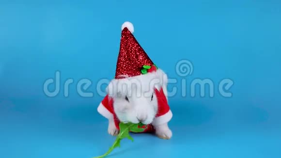 穿着圣诞老人服装的滑稽白兔在吃木耳沙拉视频的预览图
