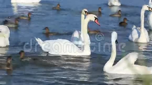 湖上的天鹅和小鸭子视频的预览图