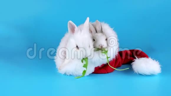 两只滑稽的兔子在圣诞老人的帽子里吃木耳沙拉视频的预览图