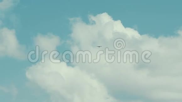 海鸟翱翔蓝天白云视频的预览图