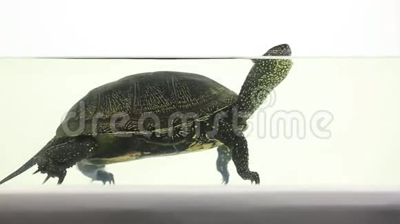 乌龟在水里游泳视频的预览图