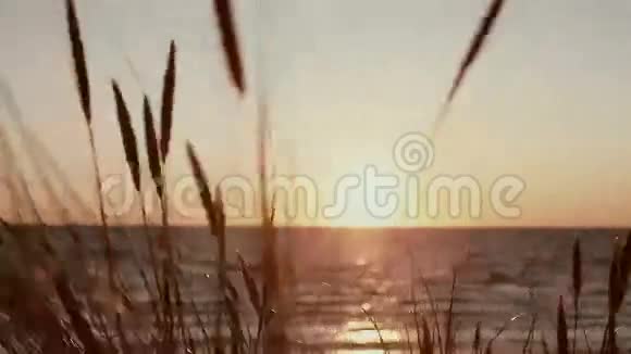 一幅美丽的粉红色日落的海景干草茎在前面的景色中随风摇曳视频的预览图