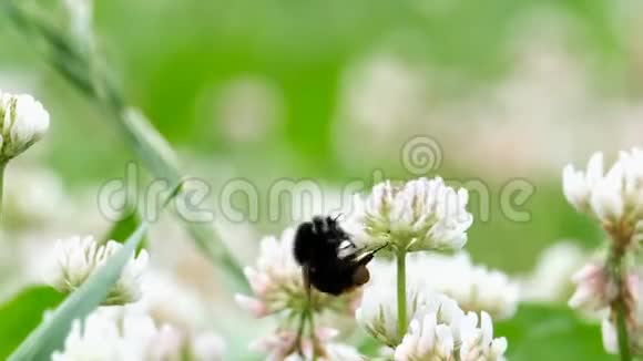 大黄蜂从花中采集花蜜视频的预览图