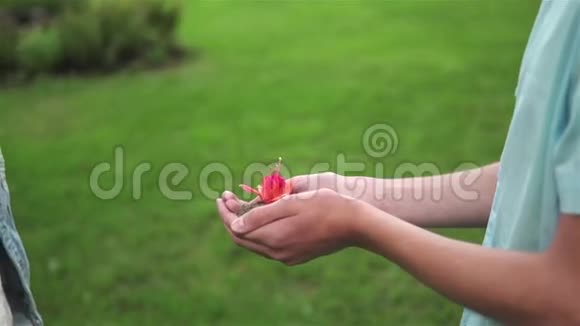 接受红花作为爱情礼物的女孩视频的预览图