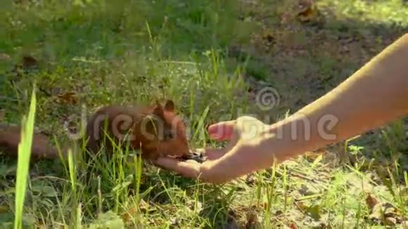松鼠在夏季公园吃一个年轻女人手中的坚果视频的预览图