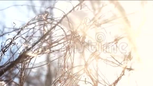 树枝雪和阳光视频的预览图