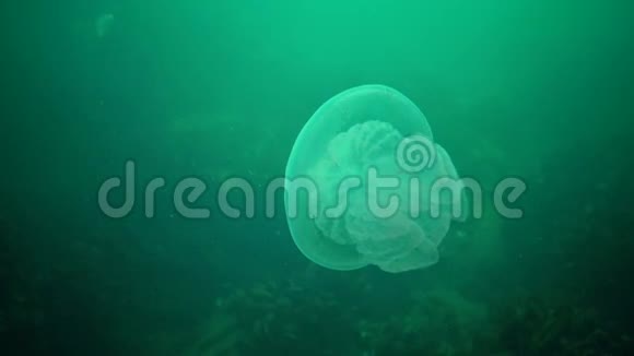 黑海水母的一个年轻标本视频的预览图