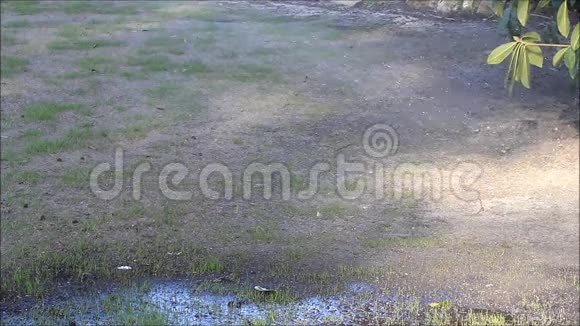 在生长的草坪上浇水视频的预览图