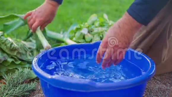 天然韭菜在满是水的雄鹿中被洗净视频的预览图
