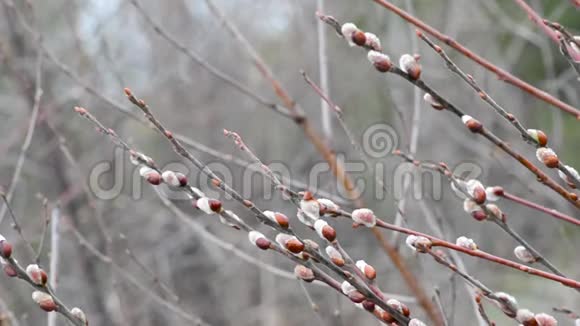 在自然条件下柳树在白天绽放的花蕾视频的预览图