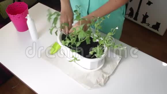 女孩移植薄荷双手收紧植物根部的土壤视频的预览图