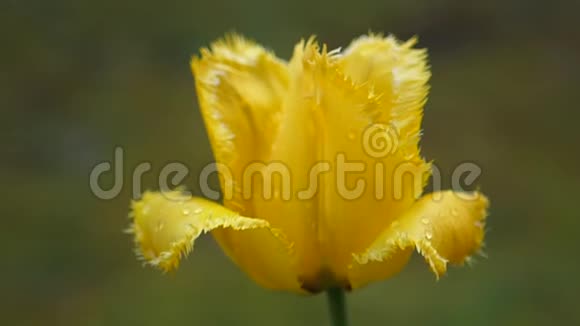 用自然光收上美丽的黄色郁金香视频的预览图