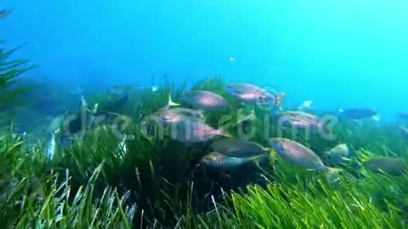 海底自然塞勒马鱼浅滩在绿色的正西顿野泳视频的预览图