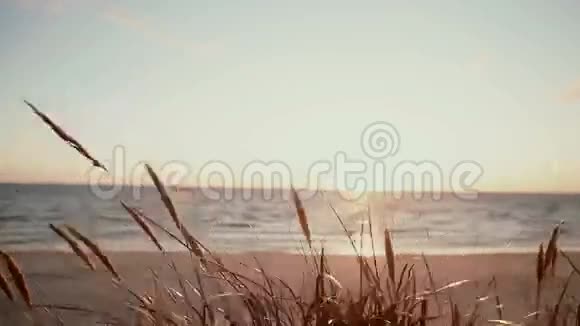 在海上一个美丽的黄昏海滩上一幅在风中摇曳的干干草的特写视频的预览图