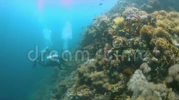 珊瑚礁上的潜水员有很多鱼4k视频的预览图