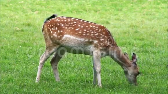 斑点浅鹿吃草视频的预览图