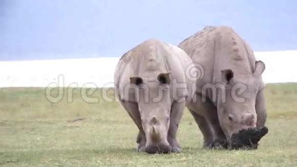 两只犀牛吃草视频的预览图