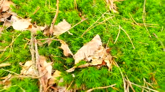 地上鲜绿湿苔落叶青苔中干燥的松针细枝和干叶伯尔尼的森林地面视频的预览图