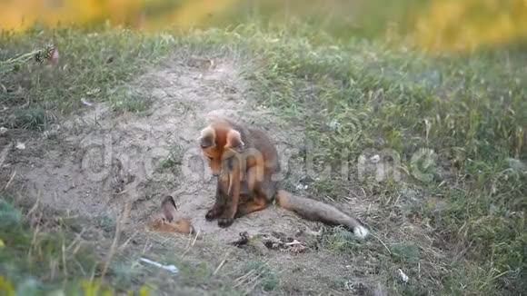 两只小红狐在他们的洞穴附近玩耍视频的预览图