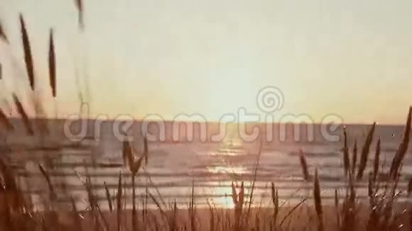 在风中摇曳的高大干草的近处背景是美丽的粉红色日落视频的预览图