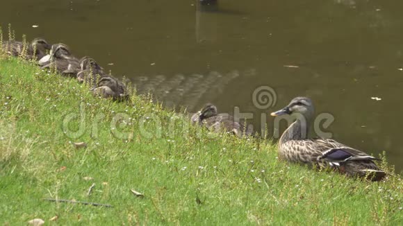 鸭子一家人在池塘附近休息视频的预览图