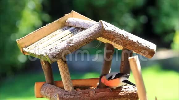 鸟雀在鸟屋里吃东西视频的预览图