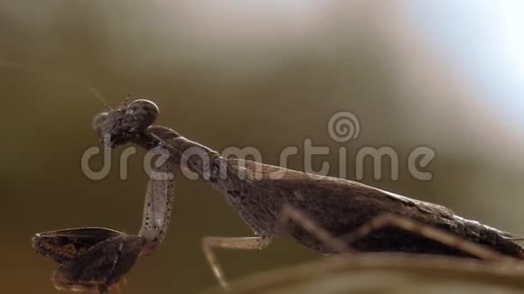 祈祷螳螂昆虫视频的预览图