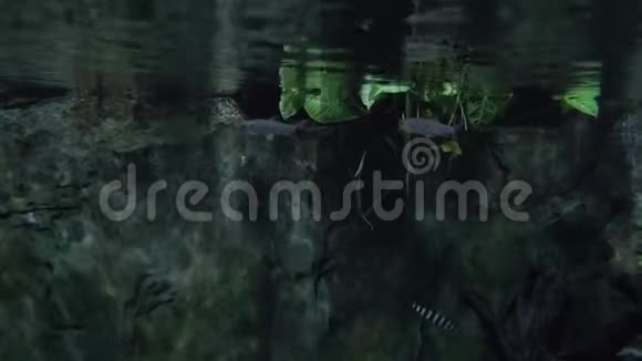 淡水热带池塘从水下到陆地的过渡视频的预览图