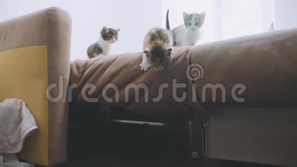 两只小猫从沙发上跳下来慢动作视频小猫玩概念两只小猫和生活方式猫视频的预览图