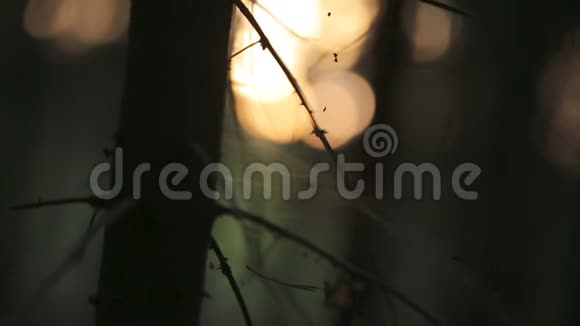 浪漫的夏日森林阳光映照在清晨松林蛛网上视频的预览图