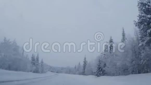 白雪皑皑的道路被松树环绕着视频的预览图