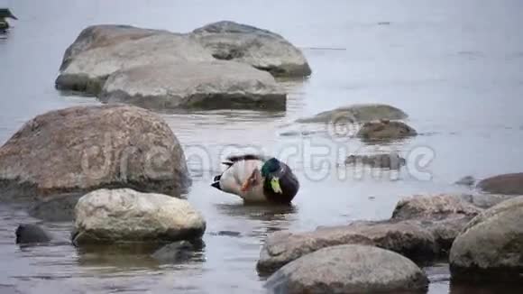 水中的褶皱清洁羽毛视频的预览图