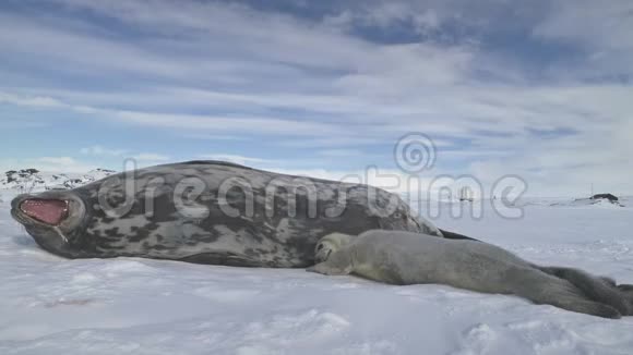 海豹家族在雪地上休息南极洲视频的预览图