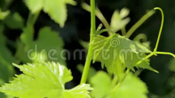 阳光下的藤蔓植物视频的预览图