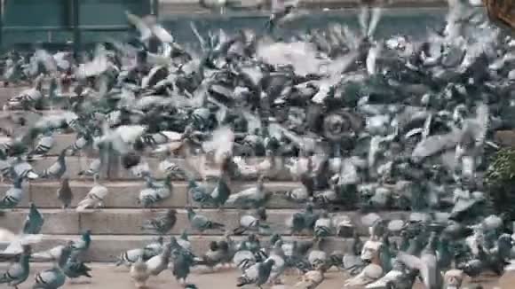 巨大的鸽子窝在城市街的台阶上慢动作吃食物视频的预览图