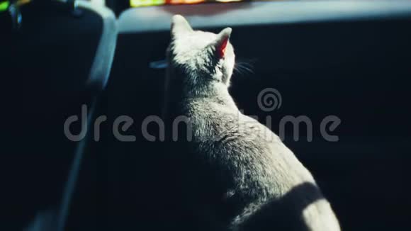 英国灰猫坐在车里的椅子上视频的预览图