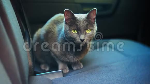 英国灰猫坐在车里的椅子上视频的预览图